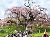 Takizakura